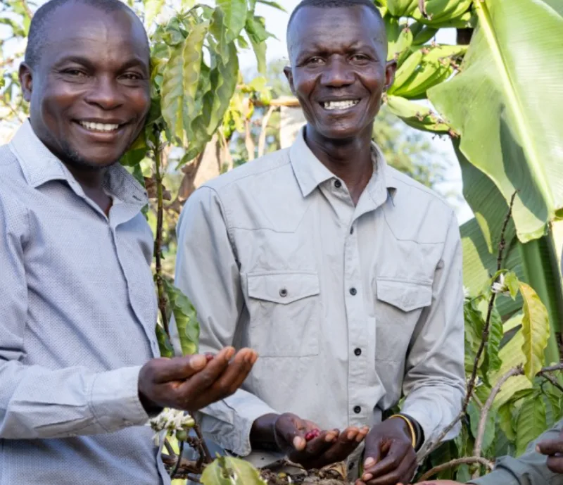 Sukuma field staff supporting farmers in a coffee garden