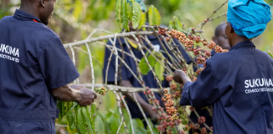 Sukuma field staff walking through a lush coffee plantation