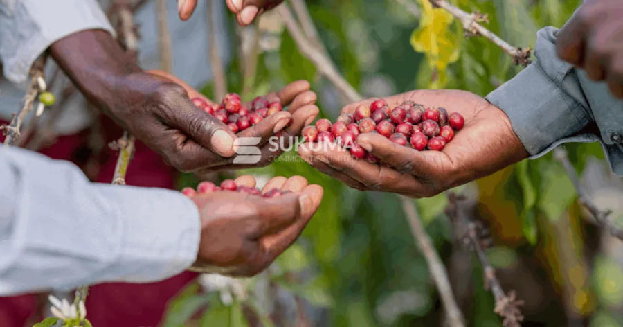 Close-up of ripe red coffee cherries held in cupped hands